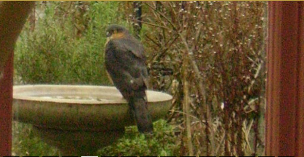 Thorpe Green House Vegetarian Bed & Breakfast Robin Hood's Bay Esterno foto